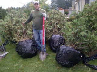 Tom planting trees